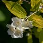 Shrub Philadelphus 'Aureus' One X Plant In A One L Pot, thumbnail 3 of 5