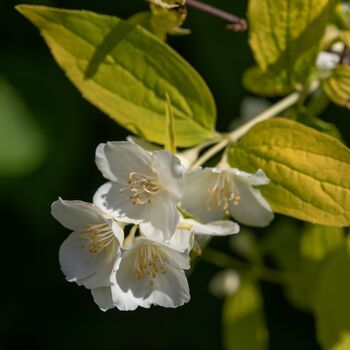 Shrub Philadelphus 'Aureus' One X Plant In A One L Pot, 3 of 5