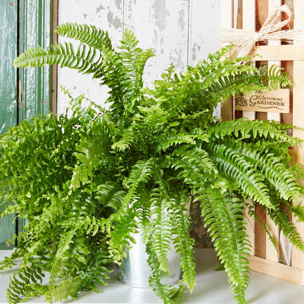 Fern House Plant By The Gluttonous Gardener 