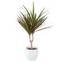 Dracaena Marginata Dragon Tree – 12cm Indoor Plant, thumbnail 4 of 8