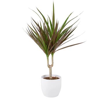 Dracaena Marginata Dragon Tree – 12cm Indoor Plant, 4 of 8