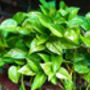 Houseplant Scindapsus Aureus In 15cm Hanging Pot, thumbnail 2 of 5