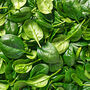 Spinach 'Bella' Nine X Plug Plant Pack, thumbnail 4 of 5