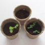 Grow Your Own Basil Eco Friendly Seed Kit, thumbnail 5 of 7