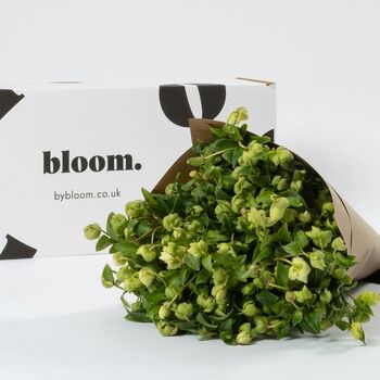 Pickle Green Hellebores Fresh Flower Bouquet, 2 of 3