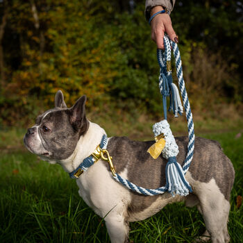 Make Your Own Blue Dog Lead Craft Kit, 5 of 7