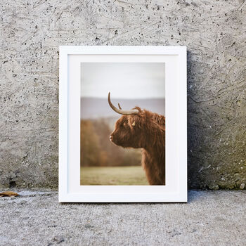 Highland Cow Photography Print Three, 2 of 2