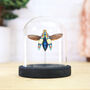 Rainbow Banded Jewel Beetle Insect Bug Entomology Taxidermy Bell Jar, thumbnail 1 of 3