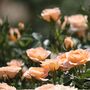 Rose 'Sweet Dreams' One X Plant In A Five Litre Pot, thumbnail 2 of 5