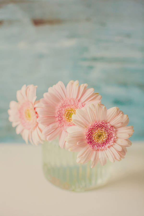 Pastel Gerberas Photographic Print By secretgardenphotography ...