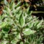 Dogwood Plants, Cornus Alba 'Dogwood', thumbnail 3 of 7