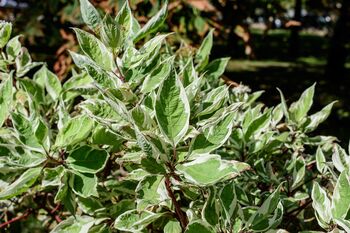 Dogwood Plants, Cornus Alba 'Dogwood', 3 of 7