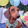 Green Meadow Daisy Dog Harness, thumbnail 6 of 11