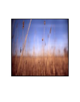 Wild Grasses I, Suffolk Photographic Art Print, 3 of 4
