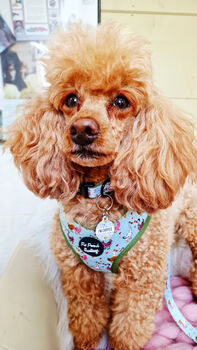 Countryside Ducks Dog Harness With Optional Set, 9 of 12