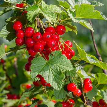 Redcurrant Plants, 'Red Lake', 2 of 5