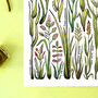 Grasses Of Britain Watercolour Postcard, thumbnail 8 of 8