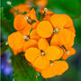 Flowers Wallflower 'Orange' Six X Plant Pack, thumbnail 6 of 6