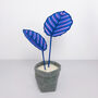 Small Blue Pinstripe Plant, thumbnail 1 of 4