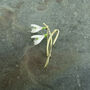 White Snowdrop January Birth Flower Brooch, Gold Tone, thumbnail 1 of 2
