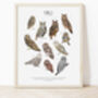 Types Of Owls Poster, thumbnail 1 of 5
