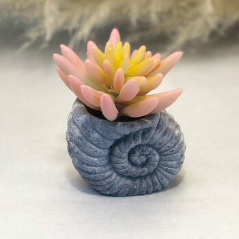 Faux Succulent In Handmade Ammonite Shell Pots, 3 of 9