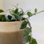 Plant And Pot Subscription Box Houseplant Lover Gift, thumbnail 3 of 7