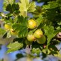 Gooseberry Plants, 'Leveller', thumbnail 1 of 7