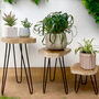 Three Wooden Plant Stands Indoor Houseplant Display, thumbnail 1 of 7