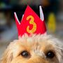 Dog Birthday Hat, thumbnail 1 of 8