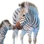 Illustrated Children's Wall Art Print Zebra And Foal, thumbnail 2 of 4