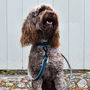 Personalised Cork Dog Collar, thumbnail 7 of 12