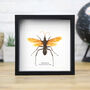 Tarantula Hawk Wasp Insect Bug Moth Butterfly Box Frame Entomology Taxidermy Interior Design Modern Home Decor Wall Hanging Display Gift Ornament, thumbnail 1 of 3