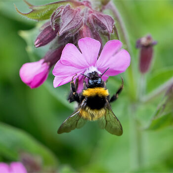 Save The Bees Wildflower Seed Stocking Fillers, 8 of 10