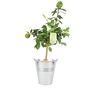 Citrus Lime Tree In Bucket, thumbnail 2 of 5