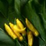 Chilli Plants, 'Hot Lemon', thumbnail 3 of 7