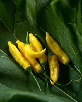 Chilli Plants, 'Hot Lemon', 3 of 7