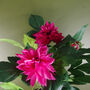 Artificial Dhalia Flowering Plant Pink, thumbnail 2 of 2