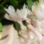 White 'Malissa Dancer' Christmas Cactus 13cm Pot, thumbnail 4 of 6