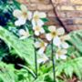 Two Stems Of White Wildflower Sculptures Art050wht, thumbnail 6 of 11