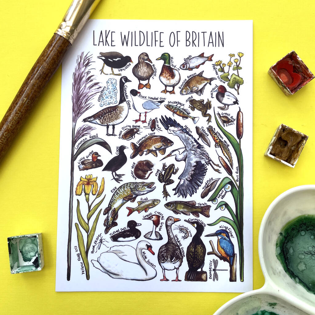 Lake Wildlife Of Britain Watercolour Postcard By Alexia Claire