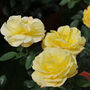 Rose Plant Floribunda 'Mountbatten' Bare Rooted Plant, thumbnail 2 of 4