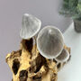 30cm Handcrafted Wooden Ink Cap Mushroom Statue Ornament Nature Gift On Teak Root, thumbnail 2 of 6