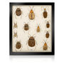 The Bullion Beetle Collection *Beaded Beetle Collection, thumbnail 1 of 1