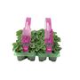 Purple Cyclamen 12 Plants – UK Grown Winter Bedding Flowers, thumbnail 1 of 4