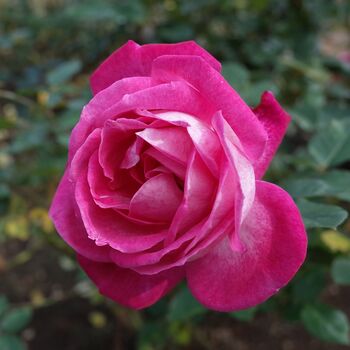 Rose Plants, 'Gaujard', Full Plants In 5 L Pots, 3 of 4