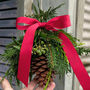 Hanging Pine Cone And Festive Seasonal Foliage | Wall Or Door Decoration, thumbnail 1 of 6