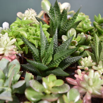 Succulent Mix Five.5cm Pots Surprise Plants, 5 of 8