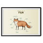 Anatomy Of A Fox Art Print By Sophie Corrigan, thumbnail 2 of 4