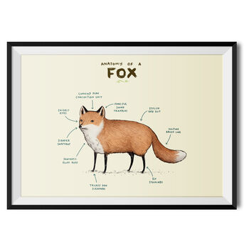 Anatomy Of A Fox Art Print By Sophie Corrigan, 2 of 4